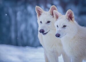 विलुप्त हो चुका ‘Dire Wolf ‘ फिर से जिंदा वैज्ञानिकों का बड़ा दावा